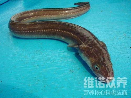 八爪鱼爆料配方视频大全